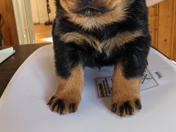 big_duke 9